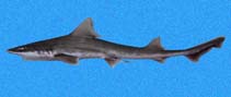 Image of Mustelus henlei (Brown smooth-hound)