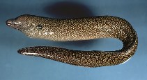 Image of Muraena retifera (Reticulate moray)