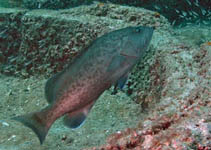 Image of Mycteroperca microlepis (Gag)