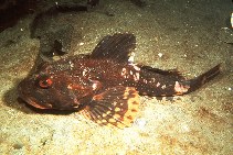 Image of Myoxocephalus polyacanthocephalus (Great sculpin)