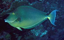 Image of Naso unicornis (Bluespine unicornfish)