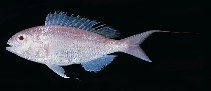 Image of Nemipterus randalli (Randall