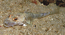 Image of Onigocia pedimacula (Broadband flathead)