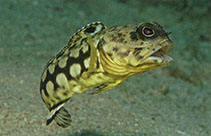 Image of Opistognathus dendriticus (Dendtric jawfish)