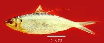 Image of Opisthonema oglinum (Atlantic thread herring)