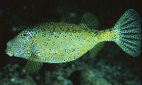 Image of Ostracion cubicus (Yellow boxfish)