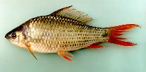 Image of Osteochilus vittatus (Bonylip barb)