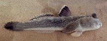 Image of Periophthalmodon schlosseri (Giant mudskipper)