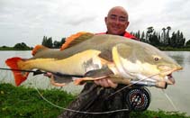 Image of Phractocephalus hemioliopterus (Redtail catfish)