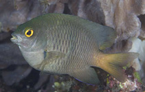 Image of Pomacentrus opisthostigma (Brown damsel)