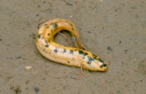 Image of Protopterus aethiopicus (Marbled lungfish)