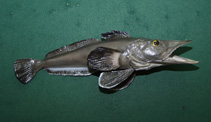 Image of Pseudochaenichthys georgianus (South Georgia icefish)
