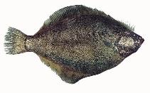 Image of Psettichthys melanostictus (Pacific sand sole)