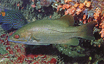 Image of Psammoperca waigiensis (Waigieu seaperch)