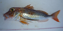 Image of Pterygotrigla picta (Spotted gurnard)