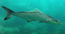 Image of Rachycentron canadum (Cobia)