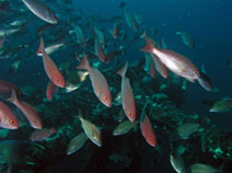 Image of Rhomboplites aurorubens (Vermilion snapper)