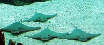 Image of Rhinoptera bonasus (Cownose ray)