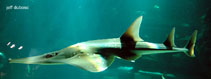 Image of Rhynchobatus australiae (Bottlenose wedgefish)