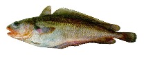 Image of Salilota australis (Tadpole codling)