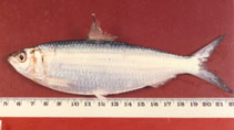 Image of Sardinella fimbriata (Fringescale sardinella)