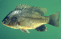 Image of Sarotherodon galilaeus (Mango tilapia)