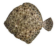 Image of Scophthalmus maeoticus (Black Sea brill)