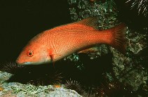 Image of Semicossyphus pulcher (California sheephead)