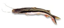 Image of Sorubim lima (Duckbill catfish)