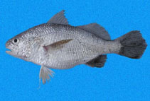 Image of Stellifer mancorensis (Smooth stardrum)