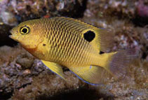 Image of Stegastes redemptus (Clarion major)