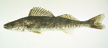 Image of Sander vitreus (Walleye)