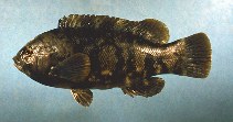 Image of Tautoga onitis (Tautog)