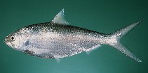 Image of Tenualosa toli (Toli shad)