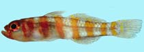 Image of Trimma cana (Candycane pygmy goby)
