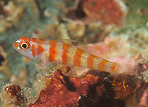 Image of Trimma cana (Candycane pygmy goby)