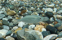 Image of Trachinotus ovatus (Pompano)