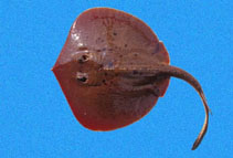 tn_Urchi_u2.jpg