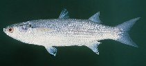 Image of Moolgarda seheli (Bluespot mullet)