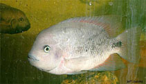 Image of Vieja breidohri (Angostura cichlid)