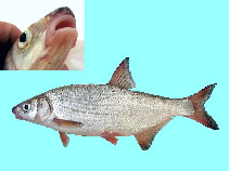 Image of Vimba vimba (Vimba bream)