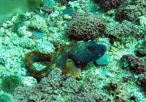 Image of Zoarces americanus (Ocean pout)